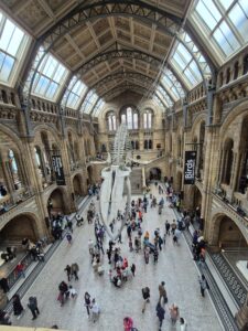Interior of the Natural History Museum in London, one of the best museums in London, featuring a suspended whale skeleton, bustling visitors, and grand architectural details.