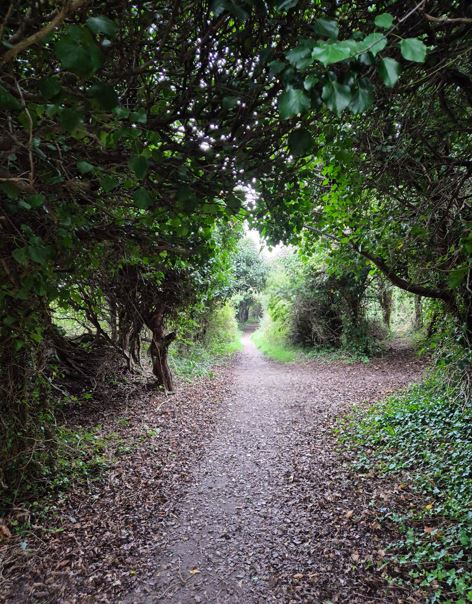 Nature trail on the White Cliffs of Dover, surrounded by lush greenery and dense foliage.