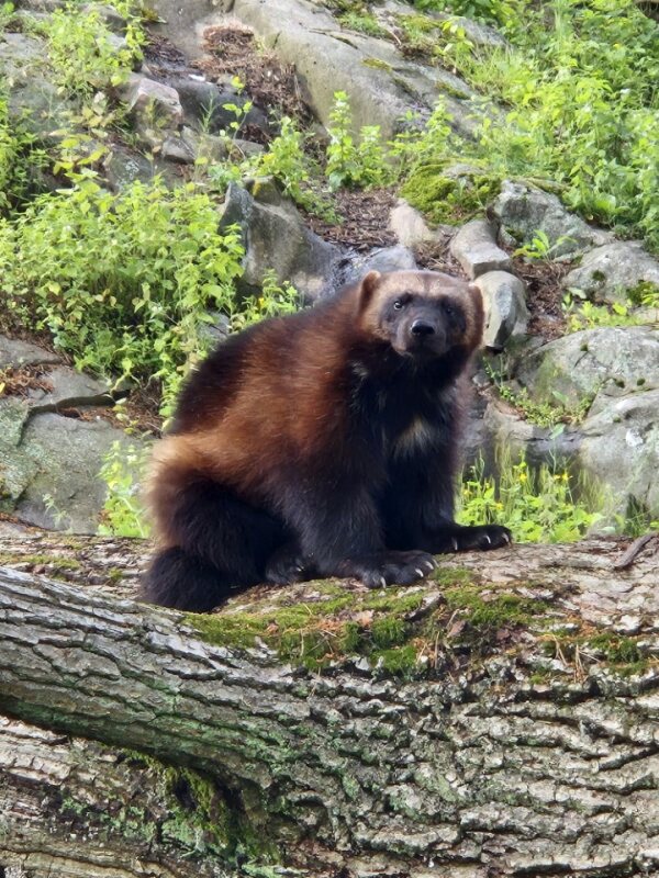 A wolverine perched on a tree stump at Korkeasaari Helsinki Zoo, gazing intently into the distance with its dense brown fur and muscular build.
