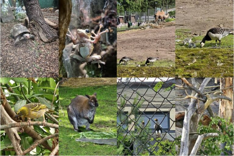 A collage of animals at Korkeasaari Zoo in Helsinki, featuring a tortoise, frog, camels, geese with goslings, a songbird, a wallaby, and two eagles in enclosures.