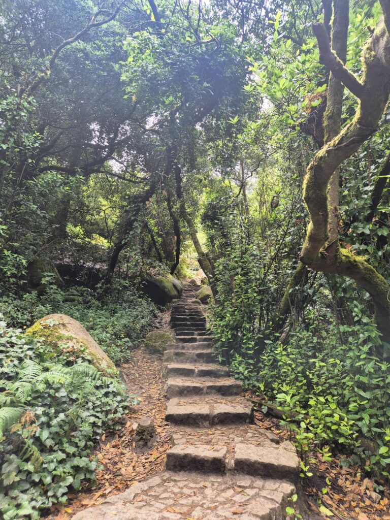 A stone stairway shaded by lush forest foliage, winding through a serene green landscape in Sintra between historic landmarks.