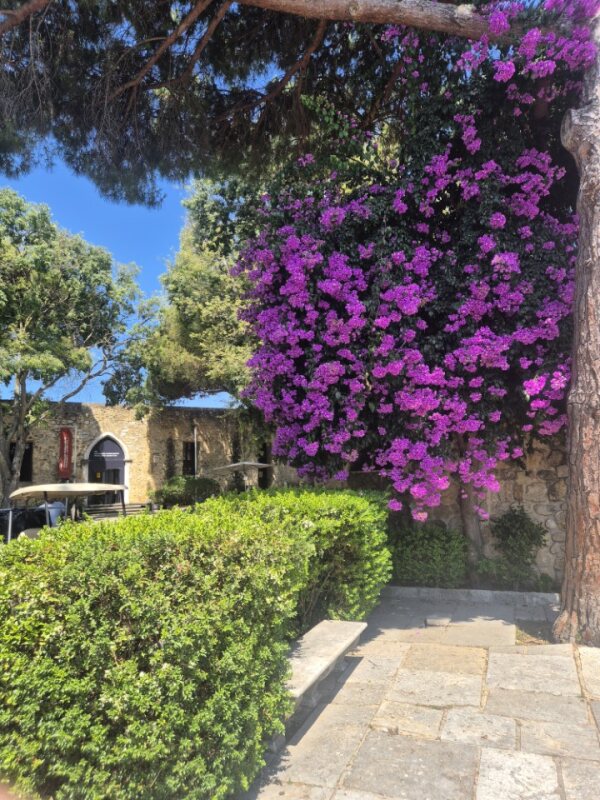 Purple bougainvillea cascading from a tree beside a stone walkway at Castelo de São Jorge, with Mediterranean architecture and lush greenery in the background.