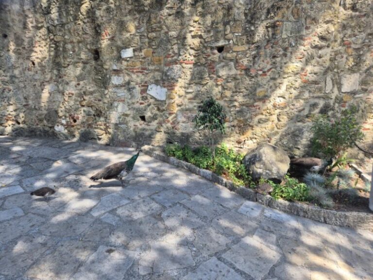 Stone pathway beside a castle wall with dramatic sunlight and shadow play with peacocks.