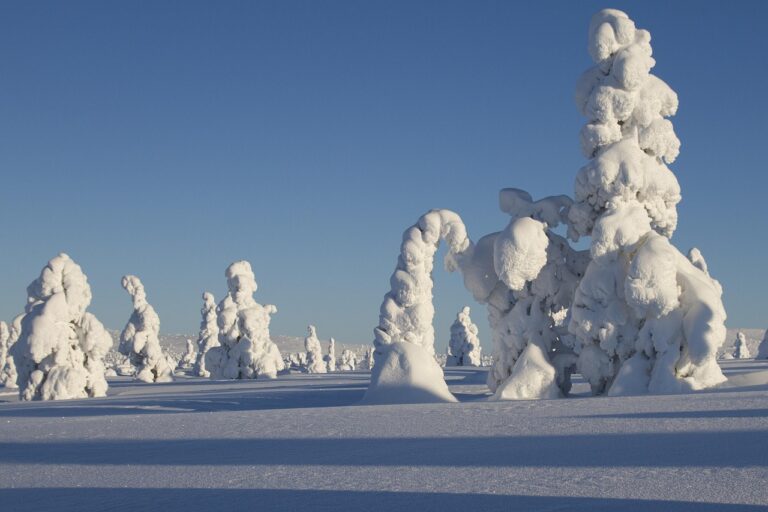 Magical Christmas vacation in Lapland Finland with snow-covered trees under a clear blue sky.