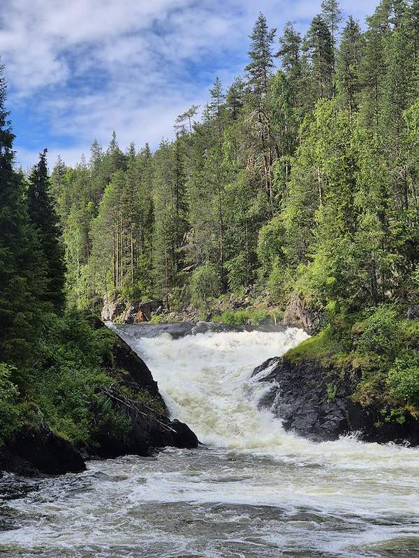 Whitewater rapids flowing through a forest gorge.