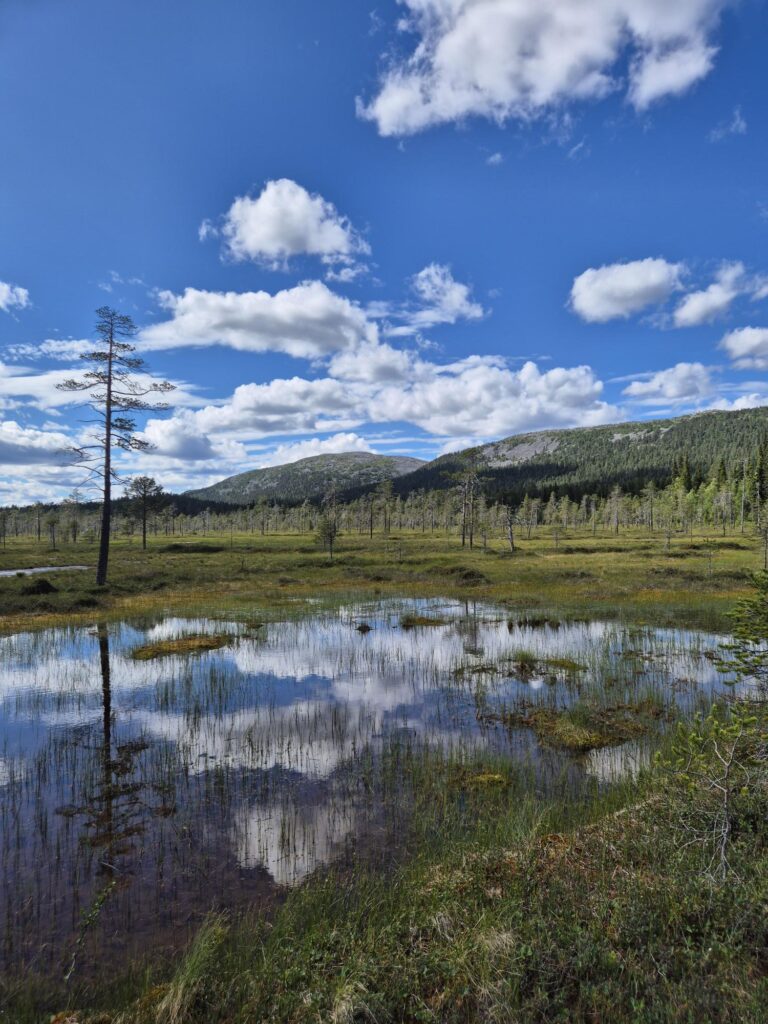Wetland reflecting clouds and fells in Pyhä-Luosto National Park during a summer trip to Pyhä-Luosto.