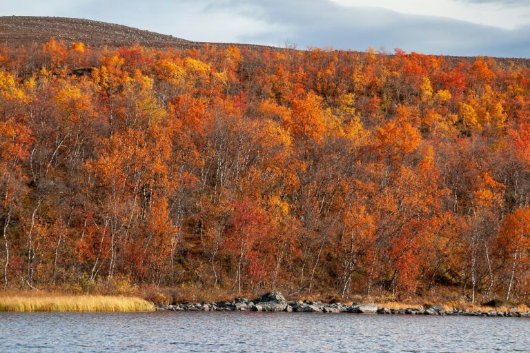 Colourful autumn forest reflected beside a lake in Finland during the ruska season.