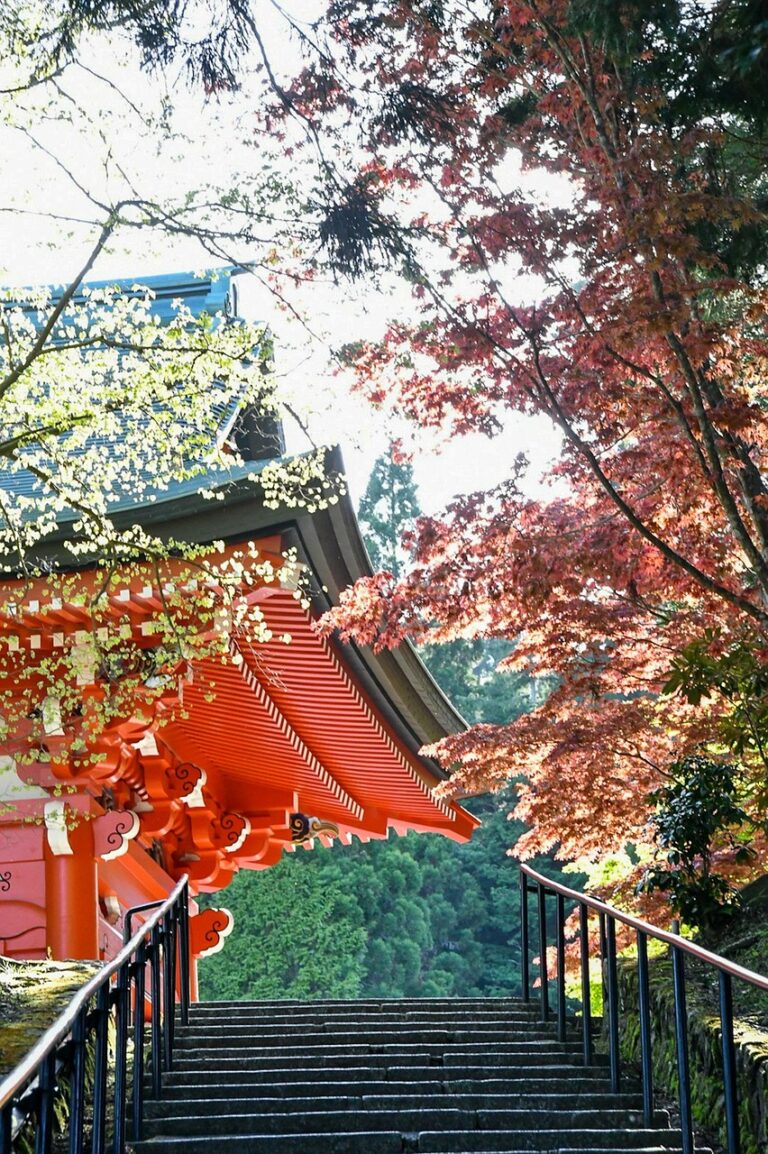 Japanese temple surrounded by colourful autumn maple leaves during the autumn foliage season.