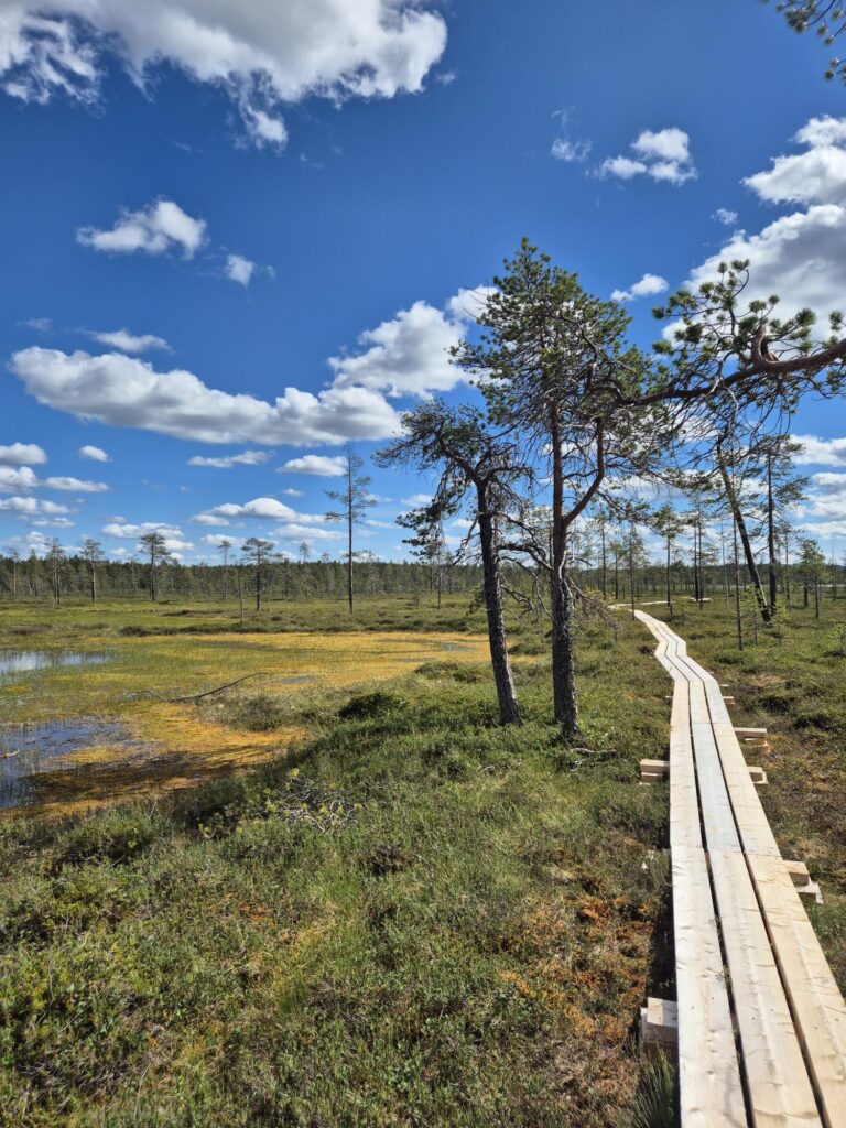 Boardwalk crossing an open marsh in Pyhä-Luosto National Park during a summer trip to Pyhä-Luosto.